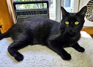 [another picture of Baggie, a Domestic Short Hair black\ cat] 