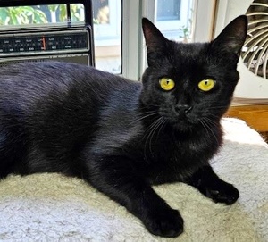 [picture of Baggie, a Domestic Short Hair black\ cat] 