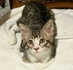 A picture of #ET04303: Mattie a Domestic Short Hair gray tabby