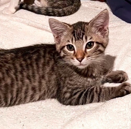 [picture of Bobo, a Domestic Short Hair gray tabby\ cat] 