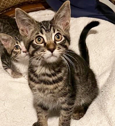 [picture of Trouble, a Domestic Short Hair gray tabby\ cat] 