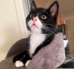 A picture of #ET04307: Batman a Domestic Short Hair black/white