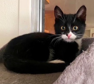 [another picture of Batman, a Domestic Short Hair black/white\ cat] 