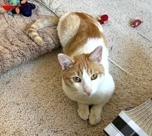 [another picture of Kohlly, a Domestic Short Hair white/orange\ cat] 