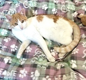 [picture of Kohlly, a Domestic Short Hair white/orange\ cat] 