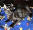 A picture of #ET04309: LittlePanther a Domestic Short Hair black