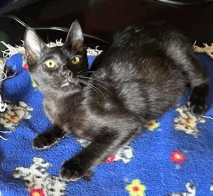 [picture of LittlePanther, a Domestic Short Hair black\ cat] 