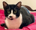 A picture of #ET04311: Tex a Domestic Short Hair black/white