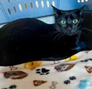 A picture of #ET04315: Expresso a Domestic Short Hair black