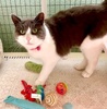 A picture of #ET04316: Candy a Domestic Short Hair white/blue