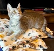 A picture of #ET04317: Sofis a Domestic Short Hair silver