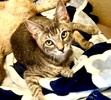 A picture of #ET04318: Beauty a Domestic Short Hair silver