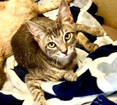 [picture of Beauty, a Domestic Short Hair silver\ cat] 