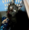 A picture of #ET04319: Muchkin a Domestic Short Hair black