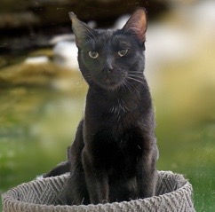 [another picture of Muchkin, a Domestic Short Hair black\ cat] 