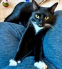 A picture of #ET04320: Shadow a Domestic Short Hair black/white