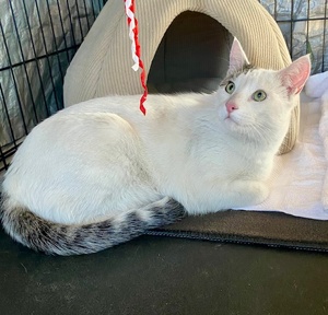 [another picture of Hudson, a Turkishvan white\ cat] 