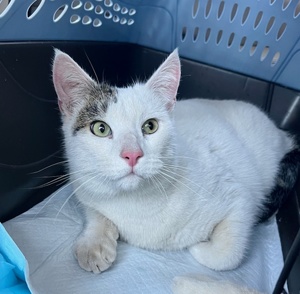 [picture of Hudson, a Turkishvan white\ cat] 