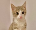 A picture of #ET04323: Scarlet a Domestic Medium Hair silver