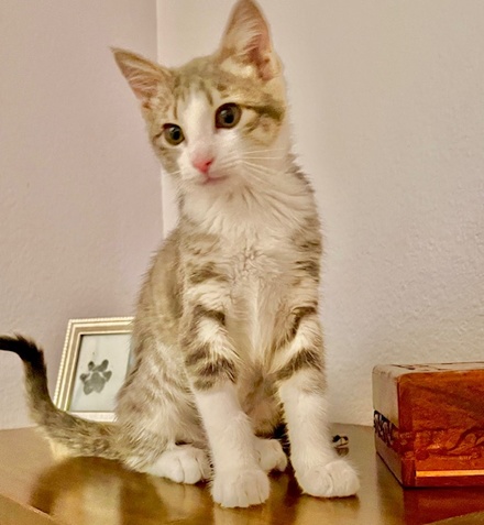 [picture of Scarlet, a Domestic Medium Hair silver\ cat] 