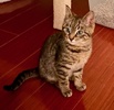 A picture of #ET04324: Richie a Domestic Short Hair gray