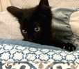 A picture of #ET04325: Jingle a Domestic Medium Hair black