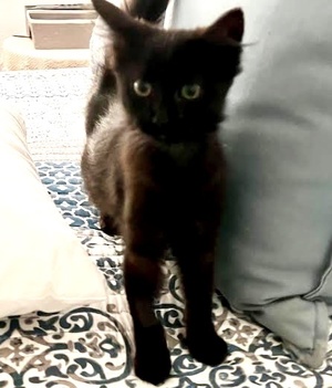 [another picture of Jingle, a Domestic Medium Hair black\ cat] 