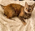 A picture of #ET04326: Suki a Domestic Short Hair tortie