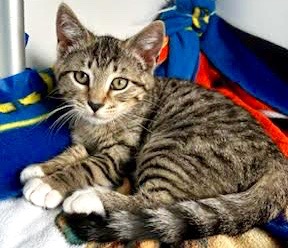 [picture of Palermo, a Domestic Short Hair white/gray tabby\ cat] 