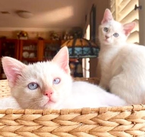 [picture of Rhody, a Siamese flamepoint cat]