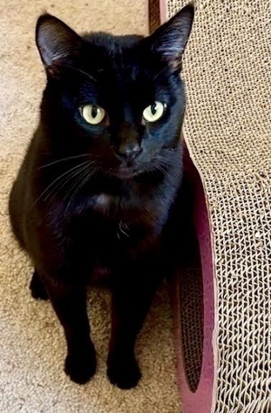 [picture of Sabo, a Domestic Short Hair black cat]