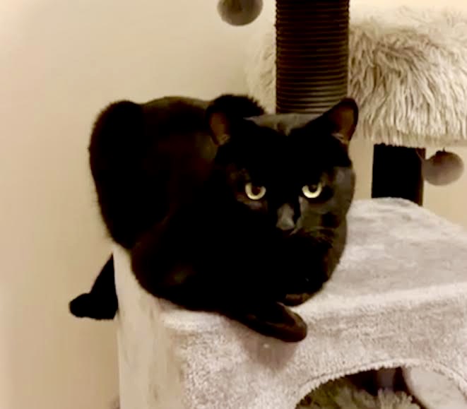 [another picture of Sabo, a Domestic Short Hair black\ cat] 