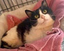 A picture of #ET04344: Saturday a Domestic Medium Hair black/white
