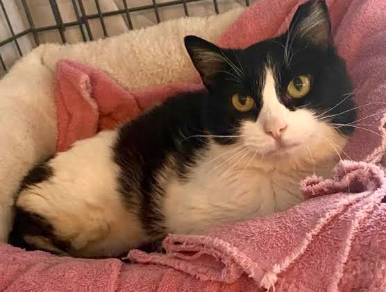 [another picture of Saturday, a Domestic Medium Hair black/white\ cat] 