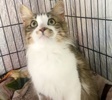 A picture of #ET04347: Tourmaline a Domestic Long Hair brown/white