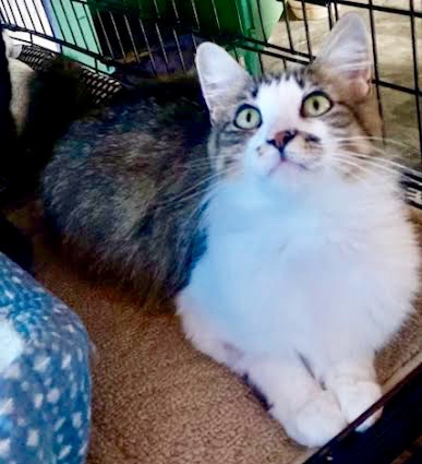 [another picture of Tourmaline, a Domestic Long Hair brown/white\ cat] 