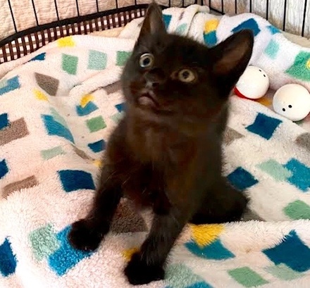 [picture of Amethyst, a Domestic Medium Hair black\ cat] 