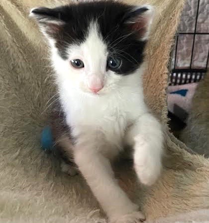 [picture of Quartz, a Domestic Medium Hair black/white\ cat] 