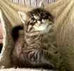 A picture of #ET04350: Topaz a Domestic Medium Hair brown tabby
