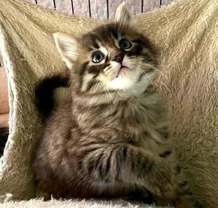 [picture of Topaz, a Domestic Medium Hair brown tabby\ cat] 