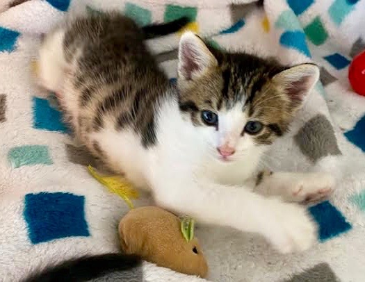 [picture of Zircon, a Domestic Medium Hair brown tabby/white\ cat] 