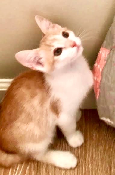 [picture of Cream, a Domestic Short Hair orange/white\ cat] 