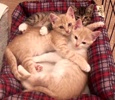 [another picture of Snowy, a Domestic Short Hair brown tabby/white\ cat] 