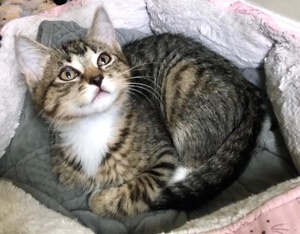 [picture of Snowy, a Domestic Short Hair brown tabby/white\ cat] 