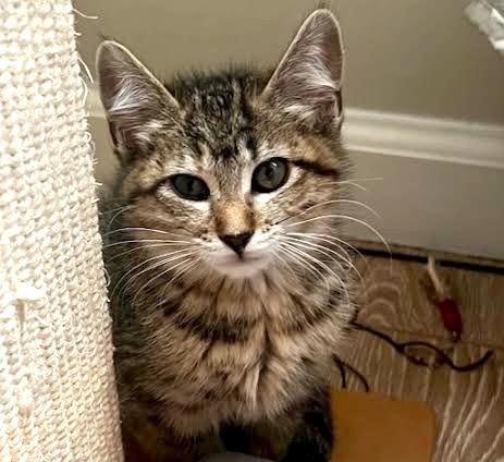 [picture of Hola, a Domestic Short Hair brown tabby\ cat] 