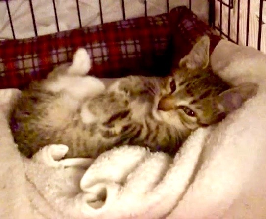 [picture of Bobo, a Domestic Short Hair brown tabby/white\ cat] 