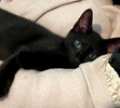 A picture of #ET04359: Ashera a Domestic Short Hair black/white