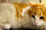 [picture of Potter, a Domestic Medium Hair orange and white cat]