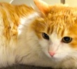 [picture of Potter, a Domestic Medium Hair orange and white cat]