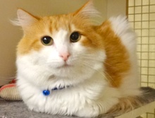 [picture of Potter, a Domestic Medium Hair orange and white\ cat] 